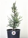 <b>Sequoia Gigante Mini P/B</b> Esemplare Unico cm 35-19,80 €