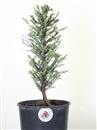 <b>Sequoia Gigante Mini P/B</b> Esemplare Unico cm 33-19,80 €