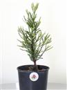 <b>Sequoia Gigante Mini P/B</b> Esemplare Unico cm 34-19,80 €