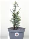 <b>Sequoia Gigante Mini P/B</b> Esemplare Unico cm 32-19,80 €