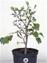 <b>Ginkgo P/B</b> Esemplare Unico cm 42-39,00 €