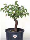 <b>Albicocco Giapponese P/B</b> cm 40-59,00 €