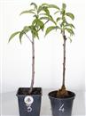 <b>Pesco da Fiore Tao Red</b> Scegli l'Esemplare - cm 35-14,90 €