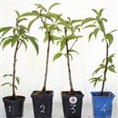 <b>Pesco da Fiore Tao Red</b> Scegli l'Esemplare - cm 35-14,90 €