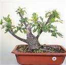 <b>Quercia Yamadori</b> Esemplare Unico cm 44-190,00 €
