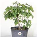 <b>Ginkgo P/B</b> Esemplare Unico cm 35-39,00 €
