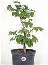 <b>Ginkgo P/B</b> Esemplare Unico cm 38-39,00 €