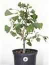 <b>Ginkgo P/B</b> Esemplare Unico cm 36-39,00 €