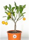 <b>Mandarino Calamondino P/B</b> Esemplare Unico cm 36-39,00 €