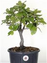 <b>Quercia Ilex (Leccio) P/B</b> Esemplare Unico cm 37-45,00 €
