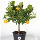 <b>Mandarino Calamondino P/B</b> Esemplare Unico cm 37-49,00 €