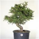 <b>Cedro del Libano P/B</b> Esemplare Unico cm 60-198,00 €