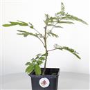 <b>Acacia di Costantinopoli Mini P/B</b> Esemplare Unico - cm 23-9,80 €