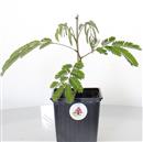 <b>Acacia di Costantinopoli Mini P/B</b> Esemplare Unico - cm 23-14,90 €
