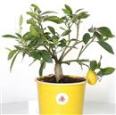 <b>Mandarino Limequat</b> Esemplare Unico cm 33-49,00 €
