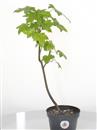 <b>Liquidambar Mini P/B</b> Esemplare Unico - cm 43-14,90 €