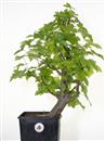 <b>Liquidambar P/B</b> Esemplare Unico cm 56-69,00 €
