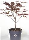 <b>Acero Peve Dave P/B</b> Esemplare Unico cm 50-49,00