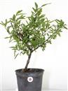 <b>Mandorlo P/B</b> Esemplare Unico cm 49-57,00 €