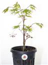 <b>Acero Corticosa Arakawa P/B</b> Esemplare Unico cm 40-39,00 €