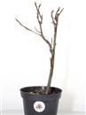 <b>Liquidambar Mini P/B</b> Scegli l'Esemplare - cm 33-14,90 €