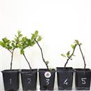 <b>Chaenomeles Mini P/B</b> Scegli l'Esemplare - cm 20-9,80 €