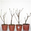 <b>Lillà P/B</b> Scegli l'Esemplare - cm 30-19,80 €