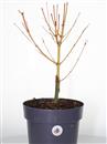 <b>Acero Bi Hoo P/B</b> Esemplare Unico cm 45-49,00 €