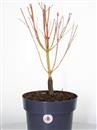 <b>Acero Bi Hoo P/B</b> Esemplare Unico cm 46-49,00 €