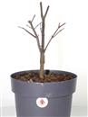 <b>Acero Skeeter's Broom P/B</b> Esemplare Unico cm 37-49,00 €