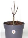 <b>Acero Skeeter's Broom P/B</b> Esemplare Unico cm 35-49,00 €