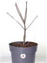 <b>Acero Peve Dave P/B</b> Esemplare Unico cm 43-49,00