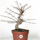 <b>Melograno Nejikan P/B</b> Esemplare Unico cm 40-99,00