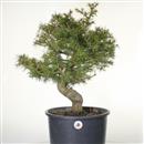 <b>Cedro del Libano P/B</b> Esemplare Unico cm 60-198,00 €