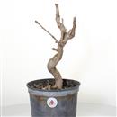 <b>Ginkgo P/B</b> Esemplare Unico cm 38-97,00 €
