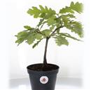 <b>Quercia. Mini P/B</b> Esemplare Unico cm 30-19,80 €