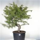 <b>Cedro del Libano P/B</b> Esemplare Unico cm75-190,00 €