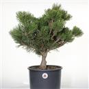 <b>Pino Mugo P/B</b> Esemplare Unico cm 55-89,00 €