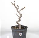 <b>Ginkgo P/B</b> Esemplare Unico cm 41-110,00 €