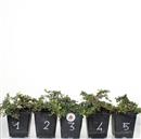 <b>Cotoneaster Mini P/B</b> Scegli l'Esemplare - cm 15-8,90 €