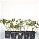 <b>Callicarpa Mini P/B</b> Scegli  l'Esemplare - cm 25-9,90 €