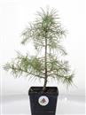 <b>Cedro Deodara Mini P/B</b> Esemplare Unico cm 31-11,80 €