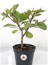 <b>Ciliegio Triloba Mini P/B</b> Esemplare unico cm 29-19,80 €