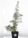 <b>Cedro Deodara Mini P/B</b> Esemplare Unico cm 45-11,80 €