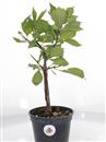 <b>Ciliegio Triloba Mini P/B</b> Esemplare unico cm 32-19,80 €