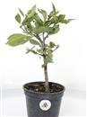 <b>Ciliegio Triloba Mini P/B</b> Esemplare Unico cm 30-19,80 €