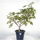 <b>Glicine Bianco</b> Esemplare Unico cm 60-160,00 €