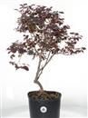<b>Loropetalum P/B</b> Esemplare Unico cm 57-49,80 €