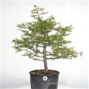 <b>Cedro del Libano P/B</b> Esemplare Unico cm 60-199,00 €