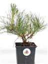 <b>Pino Mugo Mini PB</b> cm 24-9,80 €
